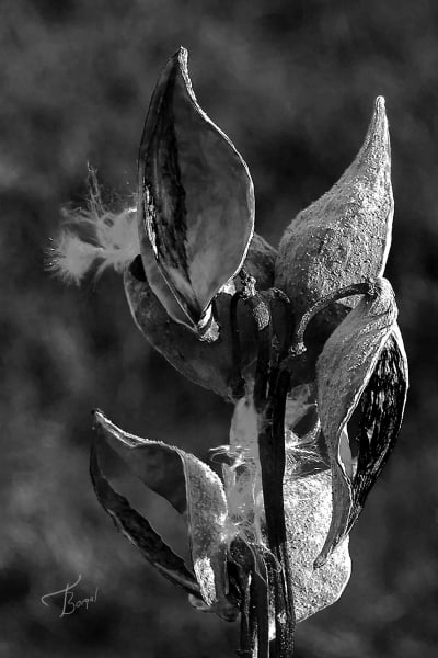 Milk Weed Pods by Tom Borgal Photography