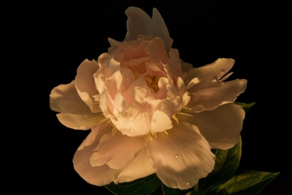 Peony by Tom Borgal Photography