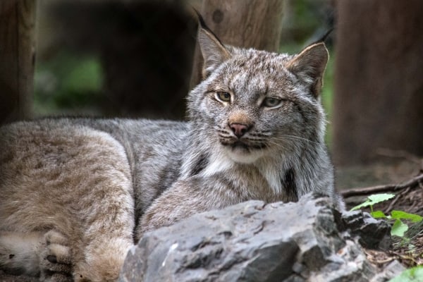 Canada Lynx by Tom Borgal Photography