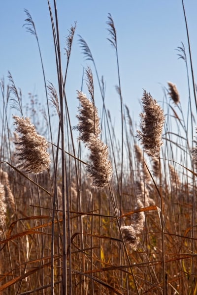 Pampas Grass #2 by Tom Borgal Photography