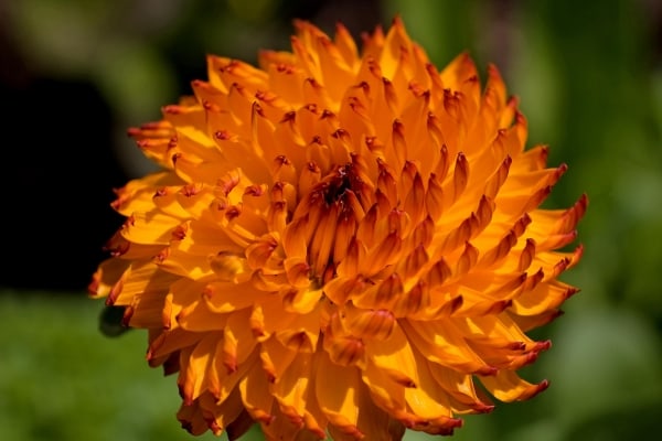 Burst of Orange by Tom Borgal Photography