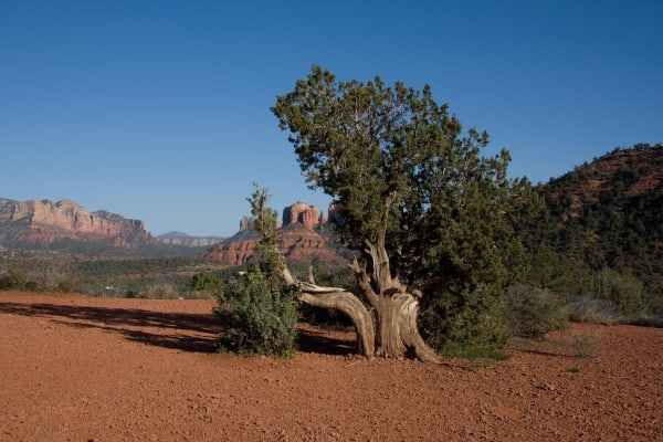 Cathedral Rock thru Tree by Tom Borgal Photography