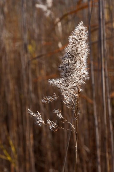 Pampas Grass #1 by Tom Borgal Photography