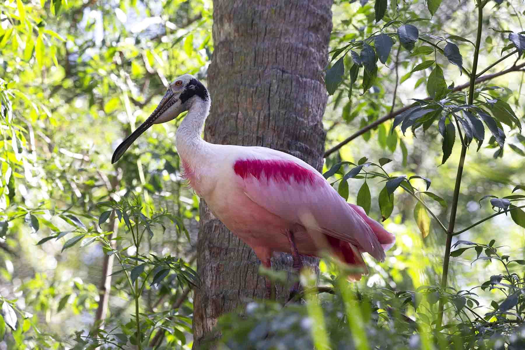 Roseate Spoonbill by Tom Borgal Photography