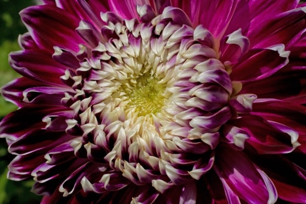 Royal Dahlia by Tom Borgal Photography