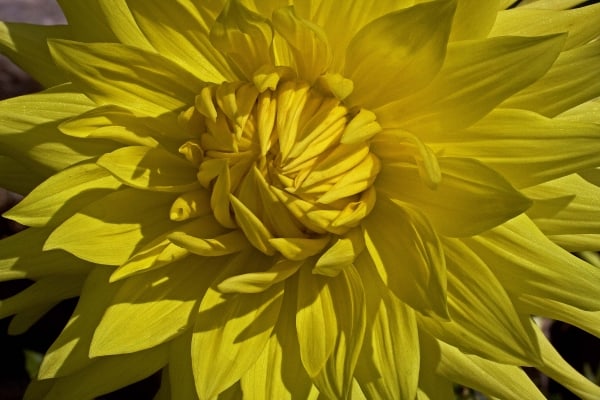 Sun Burst by Tom Borgal Photography