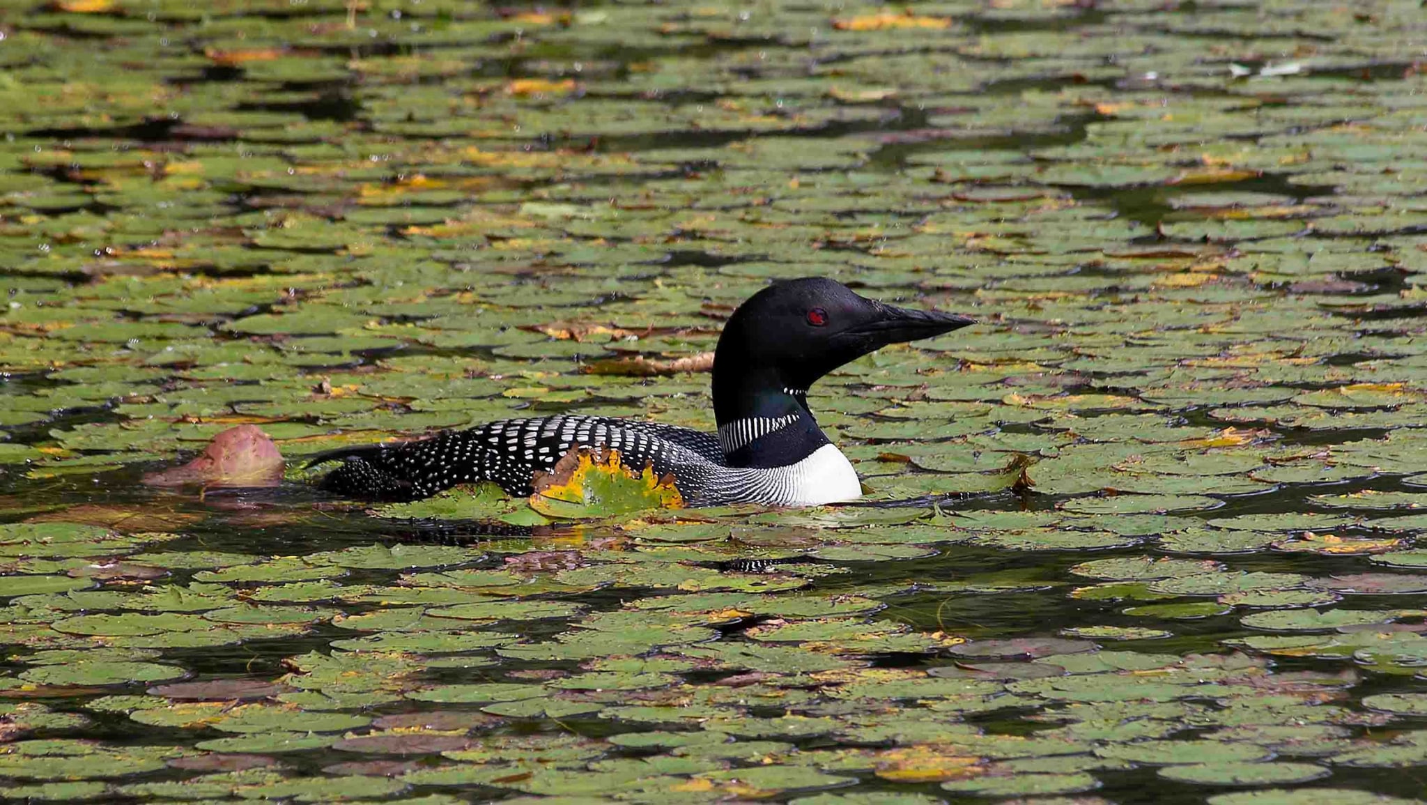 Loon in Lily Pads by Tom Borgal Photography
