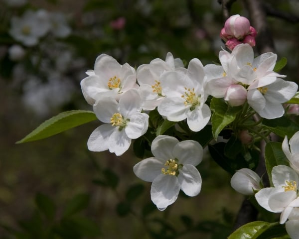 Apple Blossom with Water Drop by Tom Borgal Photography