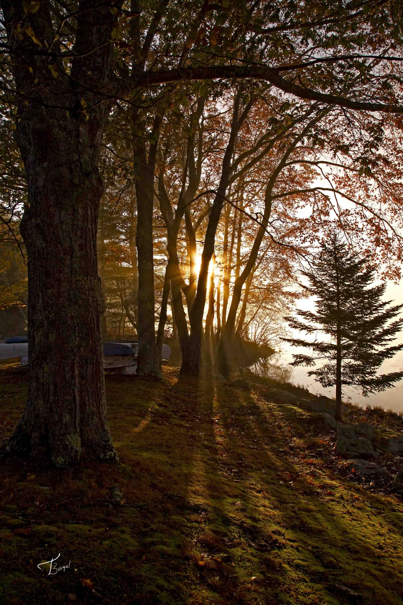 Morning Glory by Tom Borgal Photography