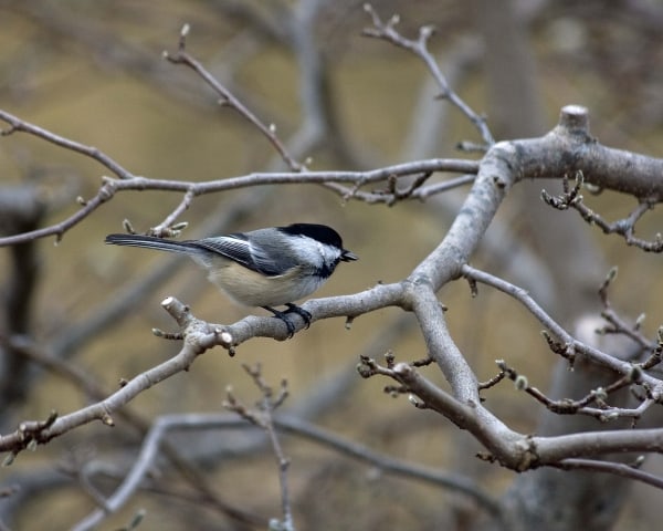 Chickadee with Sunflower Seed by Tom Borgal Photography
