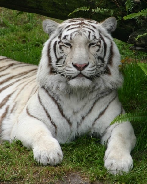 White Tiger by Tom Borgal Photography