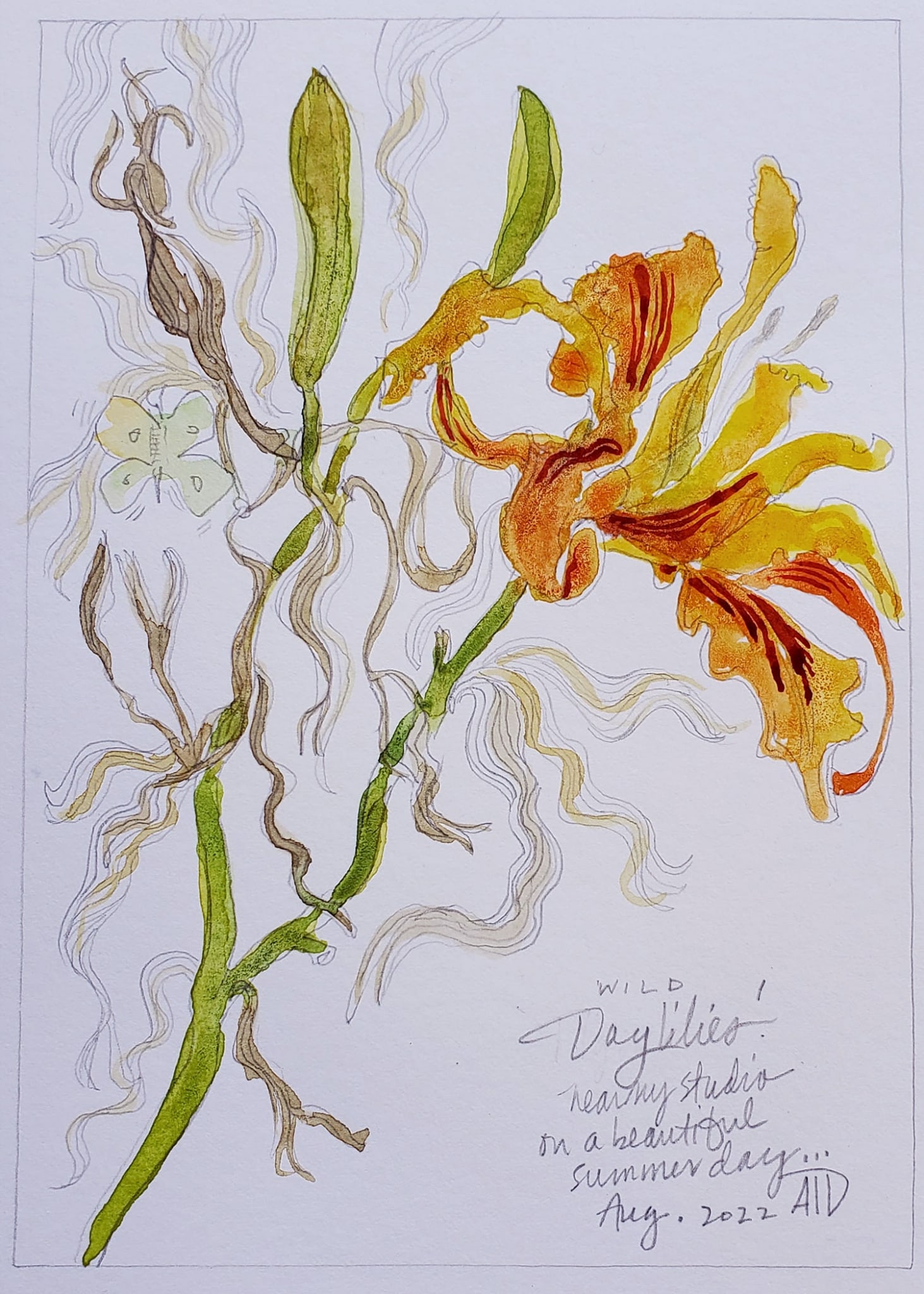 Last of Summer Day Lilies